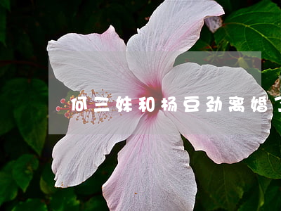 何三妹和杨豆劲离婚了吗