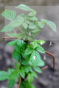 何為直系親屬(何為直系親屬關系和主要社會關系)