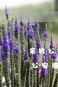余杭公安網(wǎng)貸催收是真的(余杭公安催收是刑事案件嗎?)