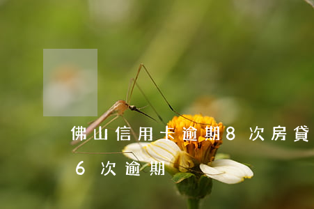 佛山信用卡逾期8次房貸(房貸累計(jì)6次逾期)
