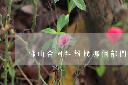 佛山合同糾紛找哪個部門