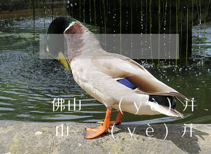 佛山專業(yè)并購重組律師怎么委托(佛山專業(yè)并購重組律師怎么委托)