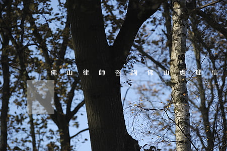 佛山律師咨詢（佛山處理信用卡逾期的律師）