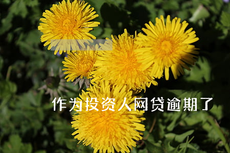 作为投资人网贷逾期了
