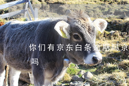 你们有京东白条逾期吗(京东白条逾期了严重吗)