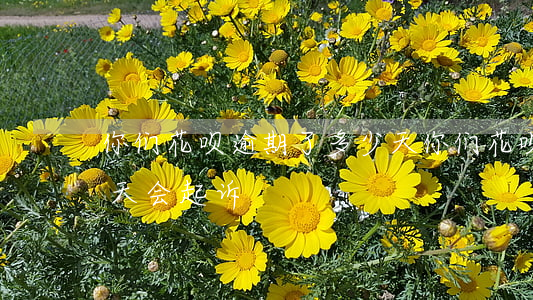 你们花呗逾期了多少天(你们花呗逾期了多少天会起诉)