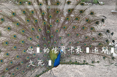 你們的信用卡最長逾期過多久（信用卡逾期多久死賬）