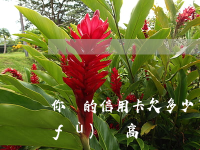 你們的信用卡欠多少了（信用卡欠多少是負(fù)債高）
