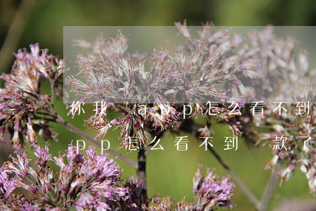 你我貸app怎么看不到還款了-你我貸app怎么看不到還款了