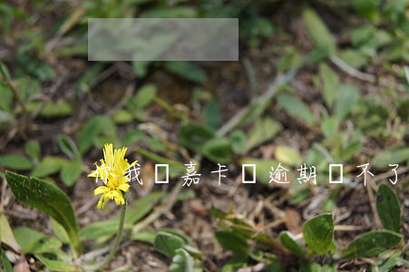 你我貸嘉卡貸逾期還不了(嘉卡貸是你我貸嗎)