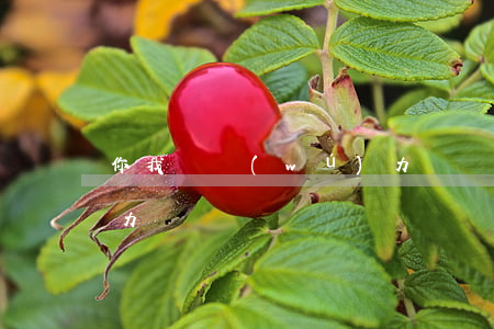 你我貸無(wú)力償還（你我貸無(wú)力償還）