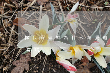 你我貸理財為什么總愛逾期(理財公司逾期正常嗎)