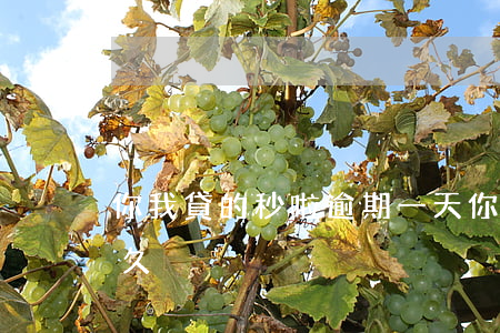 你我貸的秒啦逾期一天(你我貸秒啦放款要多久)