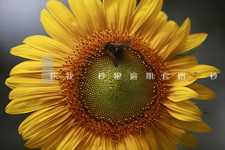 你我貸秒啦逾期套路嗎(秒你貸怎么樣)