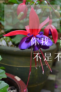 你我貸逾期一天怎么還(你我貸逾期一年了是不是不需要還了?)