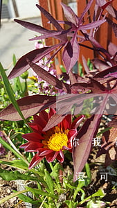 你我貸逾期了怎么處理(你我貸逾期了還清了還可以正常使用嗎?)