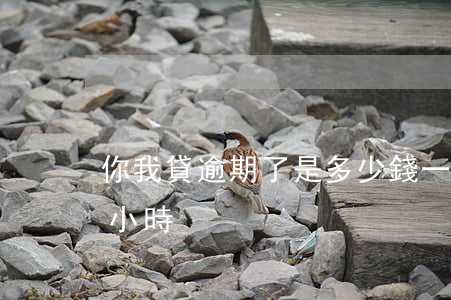 你我貸逾期了是多少錢一天(你我貸逾期幾個小時)