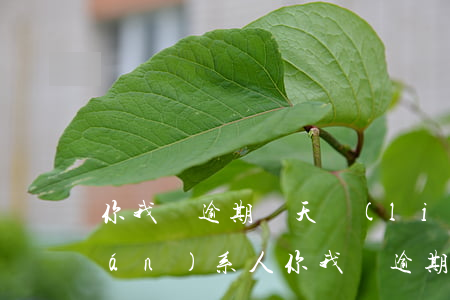 你我貸逾期兩天聯(lián)系聯(lián)系人(你我貸逾期4天會(huì)打緊急聯(lián)系人電話嗎)