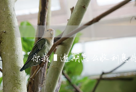 你我貸逾期怎么收利息(你我貸的利息)