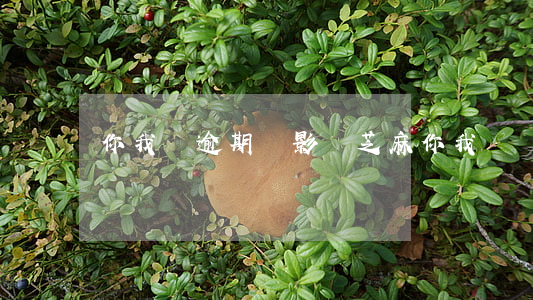 你我貸逾期會影響芝麻(你我貸會影響芝麻分嗎)