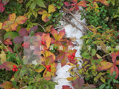 你我貸逾期有下款的嗎(你我貸逾期有下款的嗎)