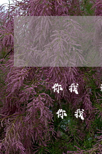 你我貸逾期還能借么(沒有在你我貸借款,怎么你我貸說我借款嚴重逾期了)