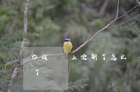 你我貸馬上逾期了怎么辦(你我貸怎么不催款了)