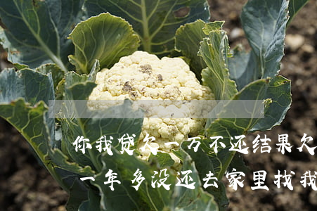 你我贷欠一万不还结果(欠你我贷5000多一年多没还去家里找我了)