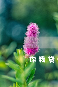 你我贷欠了3000两年没还