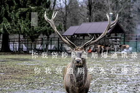 你我贷秒啦逾期爆通讯录吗(你我贷宣布关闭你我贷逾期多久会爆通讯录)