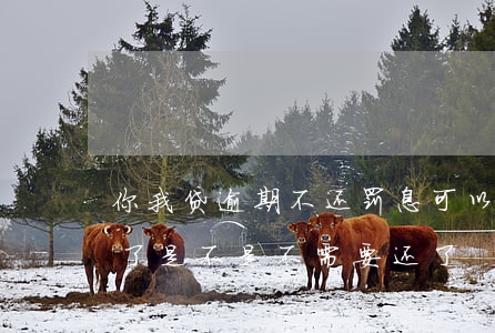你我贷逾期不还罚息可以吗(你我贷逾期两年了是不是不需要还了?)