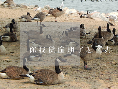 你我贷逾期了怎么办-你我贷款逾期了一天