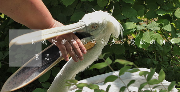 你我贷逾期说减免多少(贷款逾期减免是什么意思)