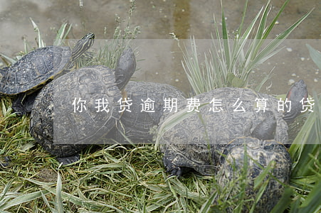 你我贷逾期费怎么算的(贷款怎么样算是逾期)
