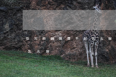 你欠的網貸還不起怎么辦(網貸欠錢還不起了怎么辦)