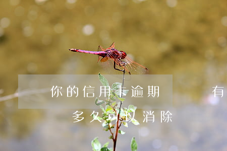 你的信用卡逾期記錄還有嗎(有信用卡逾期記錄多久可以消除)