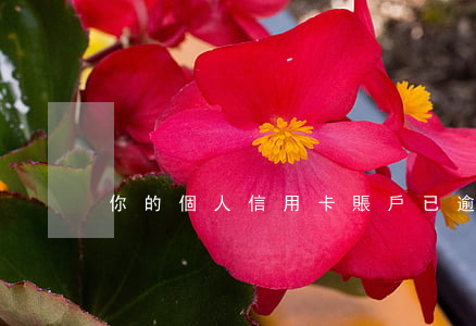 你的個人信用卡賬戶已逾期-我信用卡逾期