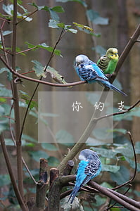 你的支付寶密碼保管好了嗎?
