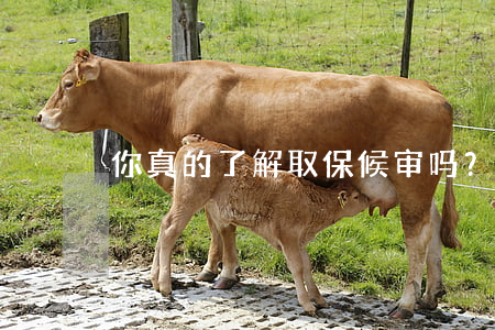 你真的了解取保候审吗？