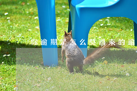 你逾期是怎么熬過來的(逾期怎么才能借到錢)