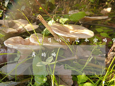 佰仟可以只还本金吗(佰仟可以只还本金吗是真的吗)
