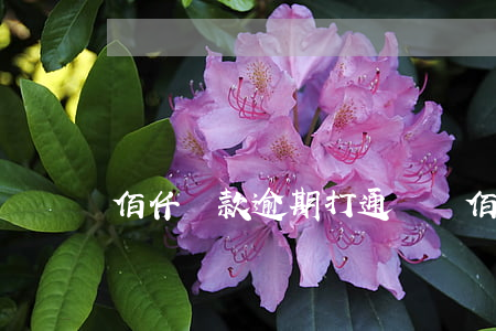 佰仟貸款逾期打通訊錄(佰仟金融欠款起訴)