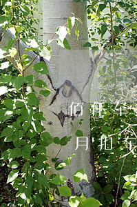 佰仟车贷逾期快多久拖车(佰仟车贷逾期3个月扣车了说什么有车费)