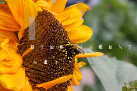 佰仟逾期一年未還款(欠了佰仟金融很多年沒有還了)