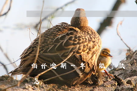 佰仟逾期一年還能貸款嗎(佰仟金融不還款會怎樣)