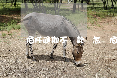 佰仟逾期不還款會怎樣(佰仟貸款不還會怎樣)