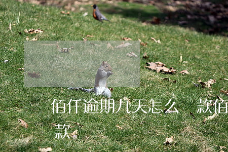 佰仟逾期九天怎么還款(佰仟逾期九天怎么還款)