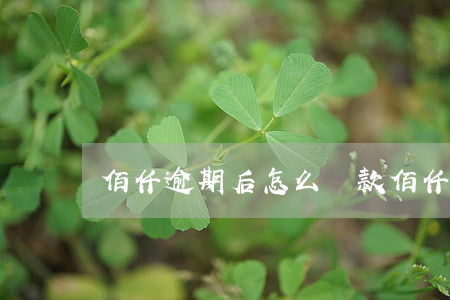 佰仟逾期后怎么還款(佰仟金融沒還怎么辦)