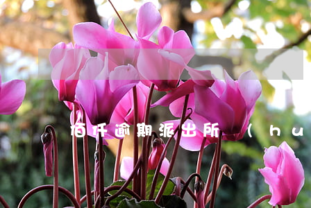 佰仟逾期派出所會(huì)管嗎