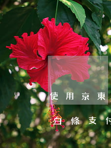 使用京東白條支付以后怎么還款-使用京東白條支付以后怎么還款呢